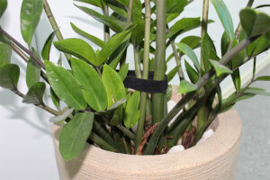 Abraçadeira Velcro® é ótima para sustentação de galhos de plantas em vasos.